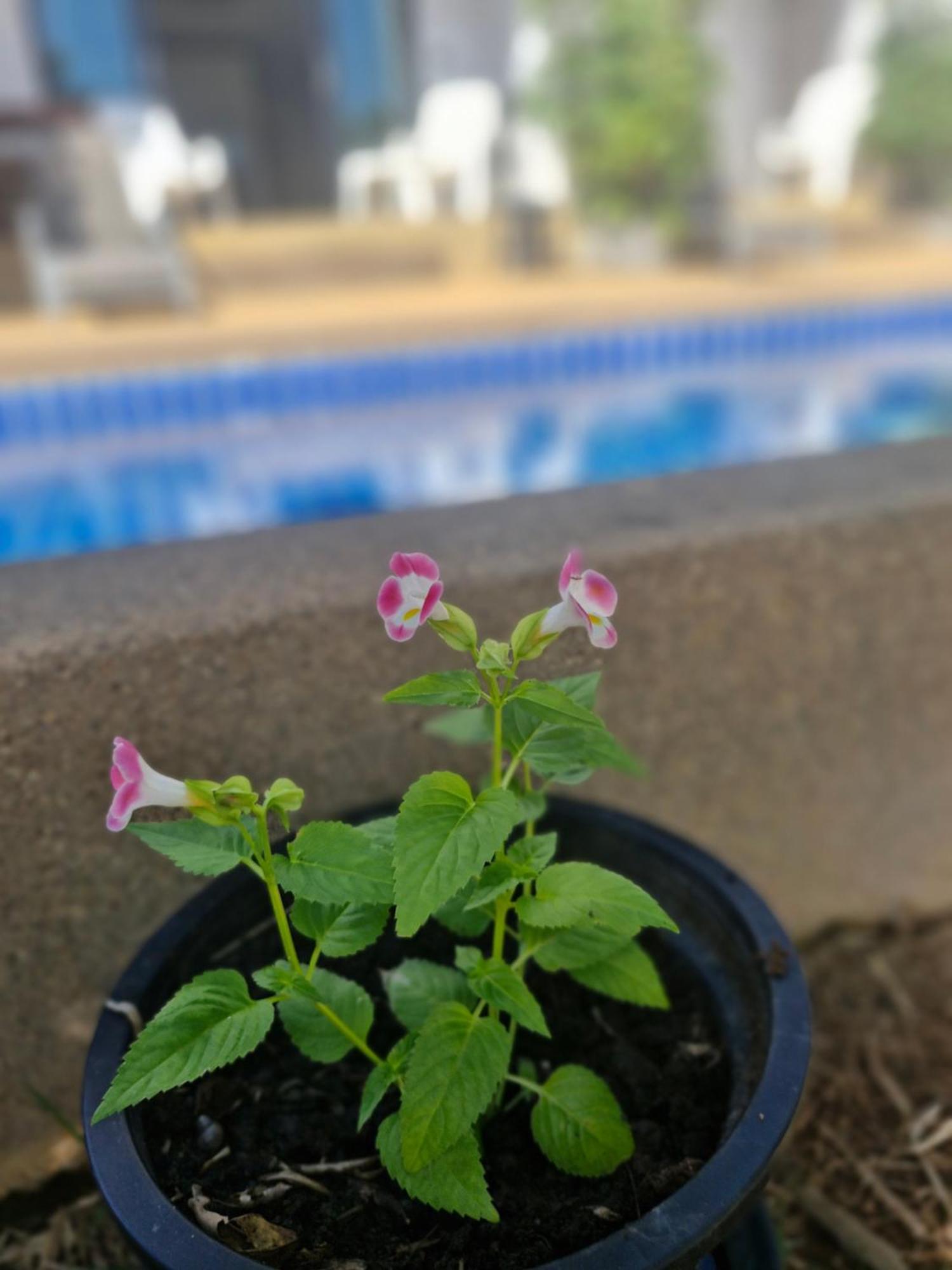 לאמאי ביץ' Bea Privileged Apartment מראה חיצוני תמונה